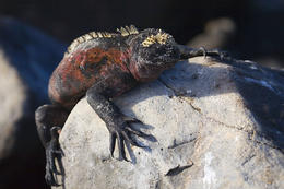 Leguán mořský, Galapágy, Ekvádor
