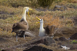 Albatros, Galapágy, Ekvádor