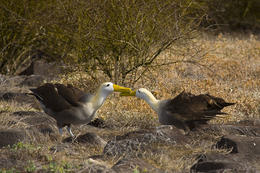 Albatros, Galapágy, Ekvádor