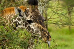 Žirafa, Serengeti, Tanzánie, Afrika