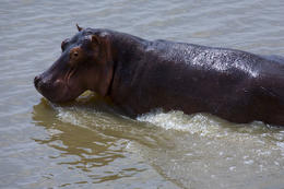 Hroch, národní park Luangwa, Zambie, Afrika