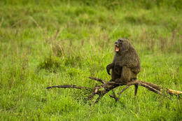 Serengeti, Tanzánie, Afrika