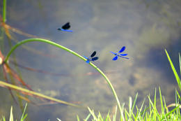 Vážky, Krka, Rošský vodopád, Chorvatsko