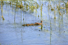 Krka, Rošský vodopád, Chorvatsko