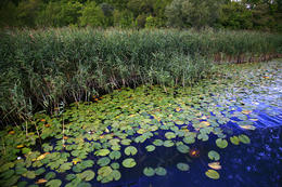 Lekníny, národní park Krka, Chorvatsko