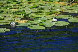 Lekníny, národní park Krka, Chorvatsko