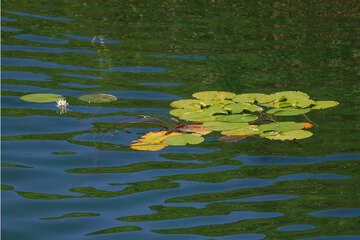 Lekníny, národní park Krka, Chorvatsko
