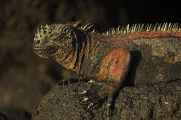 Leguán mořský, Galapágy, Ekvádor
