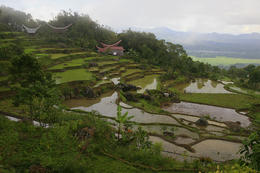 Rýžová políčka, kraj Tana Toraja, Sulawesi, Indonesie