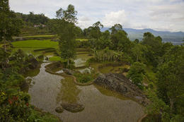 Rýžová políčka, kraj Tana Toraja, Sulawesi, Indonesie