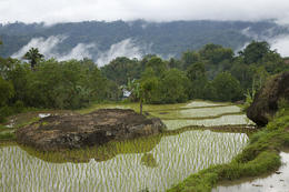 Rýžová políčka, kraj Tana Toraja, Sulawesi, Indonesie