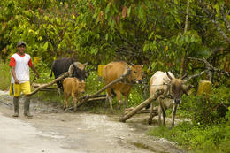 Sulawesi, Indonesie