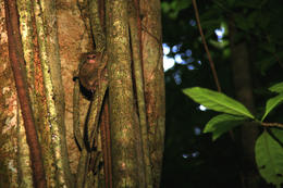 Opička Tarsius, rezervace Tangkoko, severní Sulawesi, Indonesie