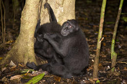 Makakové, rezervace Tangkoko, severní Sulawesi, Indonesie