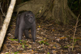 Makak, rezervace Tangkoko, severní Sulawesi, Indonesie