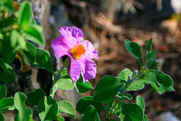 Národní park Mljet, Chorvatsko