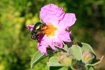 Národní park Mljet, Chorvatsko