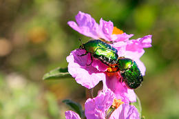 Národní park Mljet, Chorvatsko