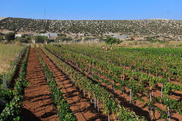 Vinohrad Kolan, ostrov Pag, Chorvatsko