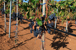 Vinohrad Kolan, ostrov Pag, Chorvatsko