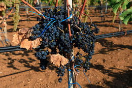 Vinohrad Kolan, ostrov Pag, Chorvatsko