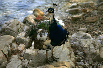 Volně žijící pávi na ostrově Lokrum, Chorvatsko
