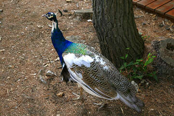 Volně žijící pávi na ostrově Lokrum, Chorvatsko