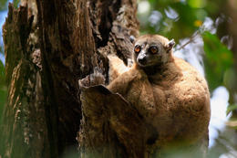 Lemur severní (Lepilemur septentrionalis), Ankarana, severní Madagaskar