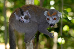 Lemur korunkatý - samice (Eulemur coronatus), Ankarana, severní Madagaskar
