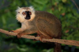 Lemur Sanfordův - samec (Eulemur sanfordi), Ankarana, severní Madagaskar