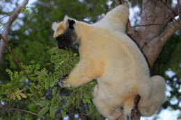 Sifaka zlatokorunkatý (Propithecus tattersali), okolí Darainy, severní Madagaskar