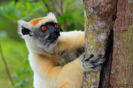 Sifaka zlatokorunkatý (Propithecus tattersali), okolí Darainy, severní Madagaskar