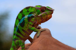 Chameleon pardálí (Furcifer pardalis), severovýchodní Madagaskar