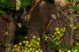 Lemur běločelý - samice (Eulemur albifrons), Madagaskar