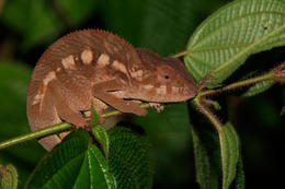 Chameleon, okolí Darainy, severovýchodní Madagaskar