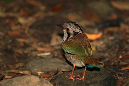 Kurolec šupinkový (Brachypteracias squamiger), Madagaskar