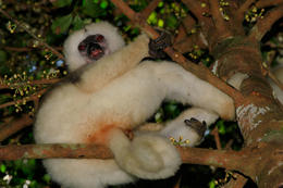 Sifaka bílý (Propithecus candidus), NP Marojejy, severovýchodní Madagaskar