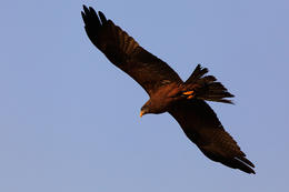 Luňák hnědý (Milvus migrans), západní Madagaskar