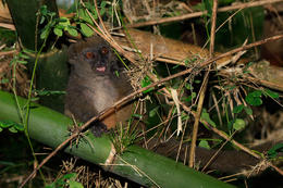 Lemur šedý (Hapalemur griseus), Madagaskar