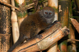Lemur šedý (Hapalemur griseus), Madagaskar