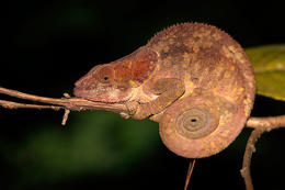 Chameleon, Marojejy, severovýchodní Madagaskar