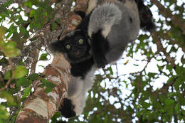 Lemur Indri (Indri indri), Analamazaotra, Madagaskar