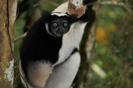 Lemur Indri (Indri indri), Analamazaotra, Madagaskar