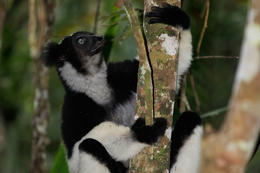 Lemur Indri (Indri indri), Analamazaotra, Madagaskar