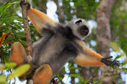 Sifaka velký (Propithecus diadema), Analamazaotra, Madagaskar