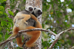 Sifaka velký (Propithecus diadema), Analamazaotra, Madagaskar