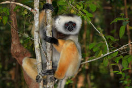 Sifaka velký (Propithecus diadema), Vakona Forest, Madagaskar