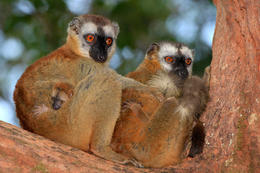 Lemur běločelý hnědý (Eulemur fulvus fulvus), Madagaskar