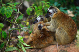 Lemur běločelý hnědý (Eulemur fulvus fulvus), Madagaskar