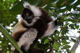 Vari černobílý (Varecia variegata), Madagaskar